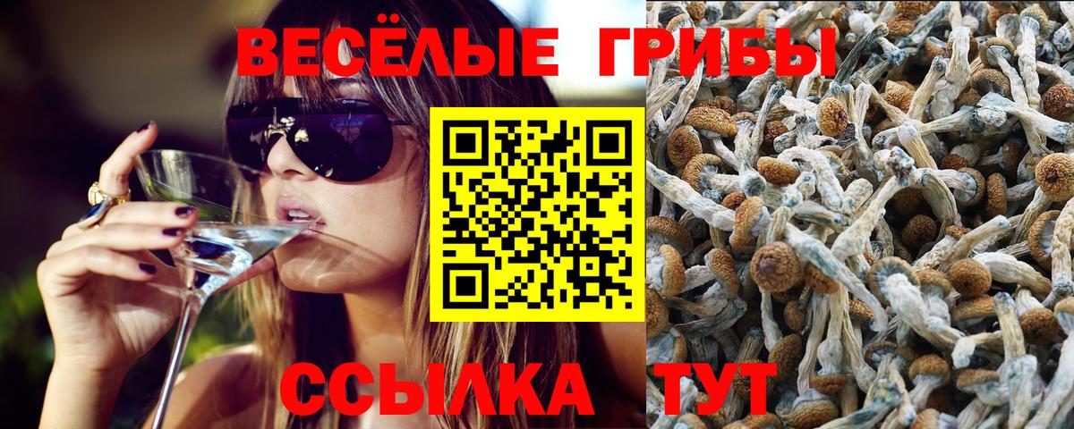 Зеленокумск  Псилоцибиновые грибы Cubensis  Вход с VPN  Псилоцибиновые грибы прущие грибы 